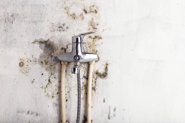 Best Local Mold Removal Service  in Sorrento, LA