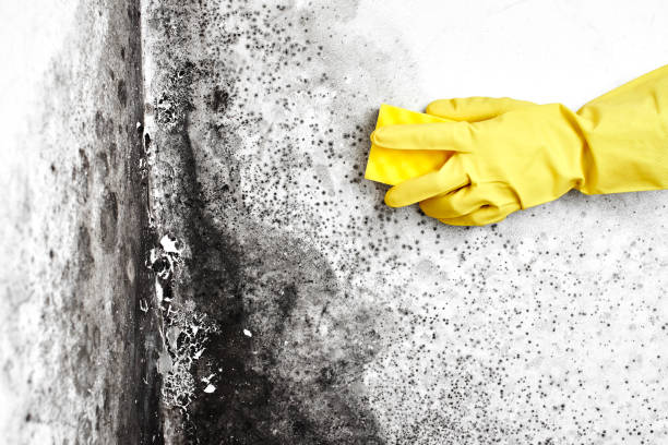Best Mold Damage Repair  in Sorrento, LA