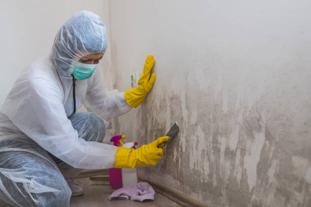 Best Toxic Mold Removal  in Sorrento, LA