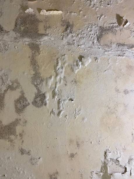 Best Mold Cleaning Services  in Sorrento, LA