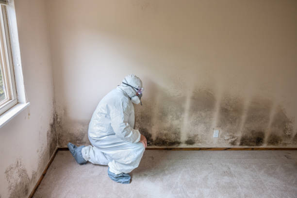 Mold Removal Process in Sorrento, LA