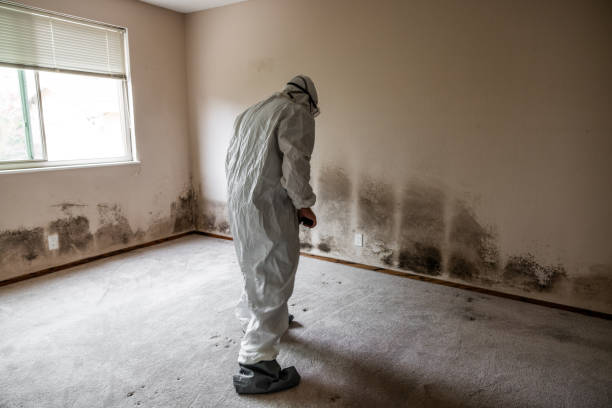 Best Black Mold Removal  in Sorrento, LA