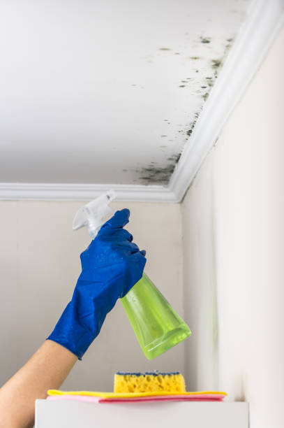Best Certified Mold Removal  in Sorrento, LA