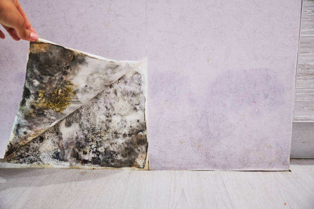 Best Mold Cleaning Services  in Sorrento, LA